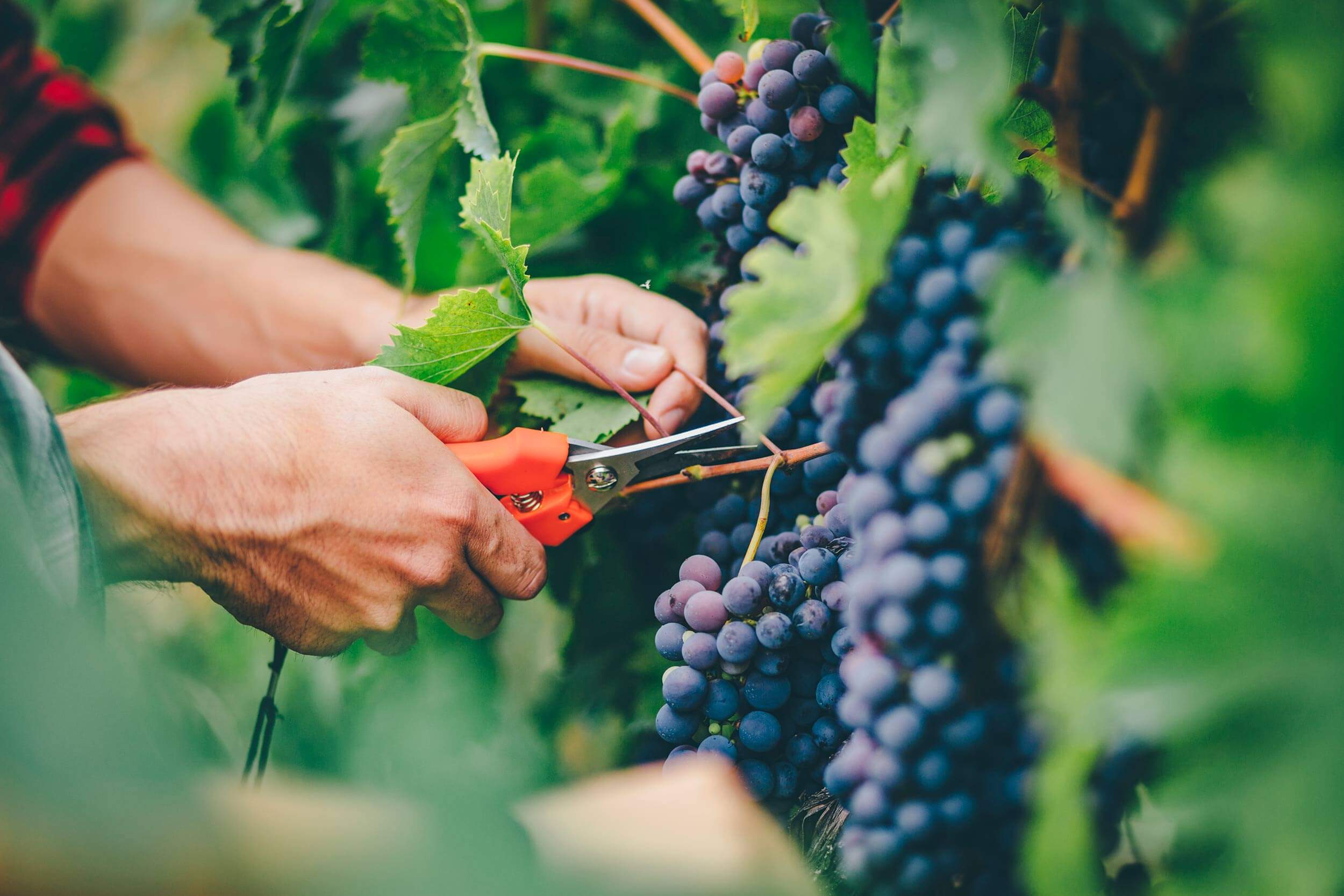 Introduction to Wine Faults Tasting with Marcia Waters MW and WSET